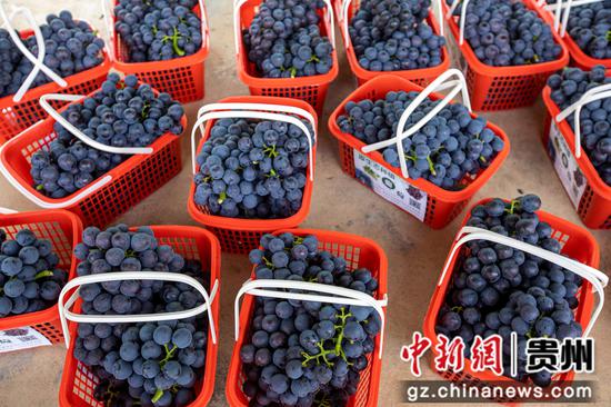 贵州省黔西市金碧镇新兰村态康葡萄园采摘的新鲜葡萄。 贵州省黔西市金碧镇新兰村态康葡萄园采摘的新鲜葡萄。