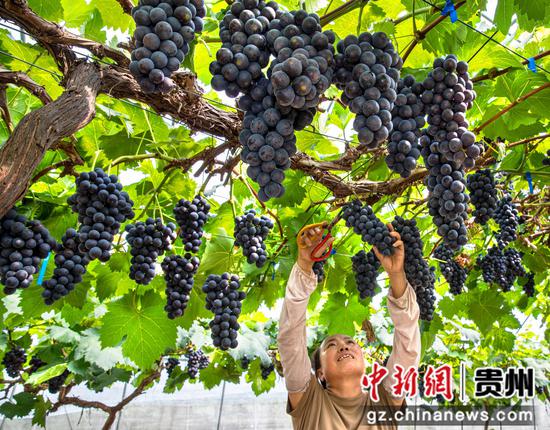 村民在贵州省黔西市金碧镇新兰村态康葡萄园采摘葡萄供应市场。 村民在贵州省黔西市金碧镇新兰村态康葡萄园采摘葡萄供应市场。