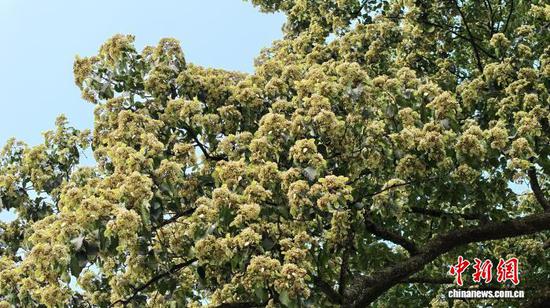 图为石阡县青阳乡芹星村的千年香果树,繁花缀枝头。孙伟 摄 图为石阡县青阳乡芹星村的千年香果树,繁花缀枝头。孙伟 摄