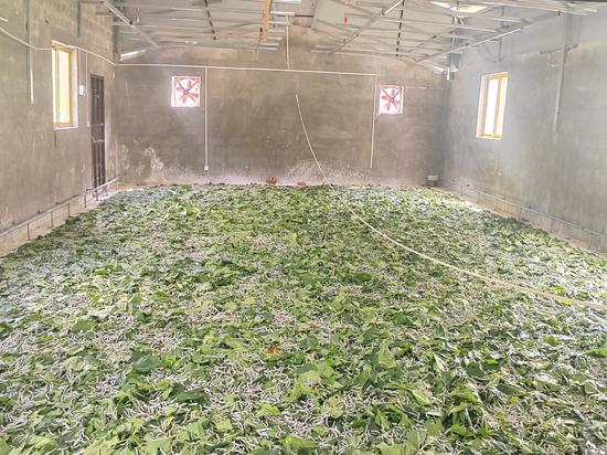 图为桑蚕基地。马利 摄