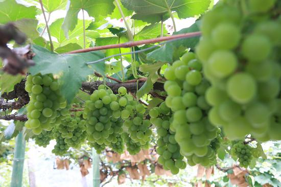 水晶葡萄