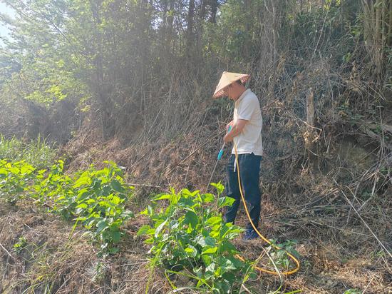 图为王权飞在给桑树浇水。马利 摄
