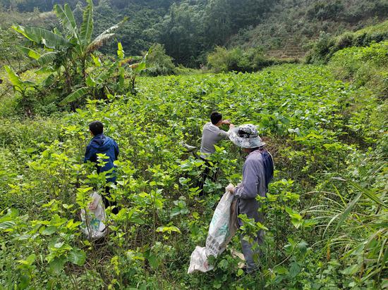 图为村民们在采摘桑叶。覃声远 摄