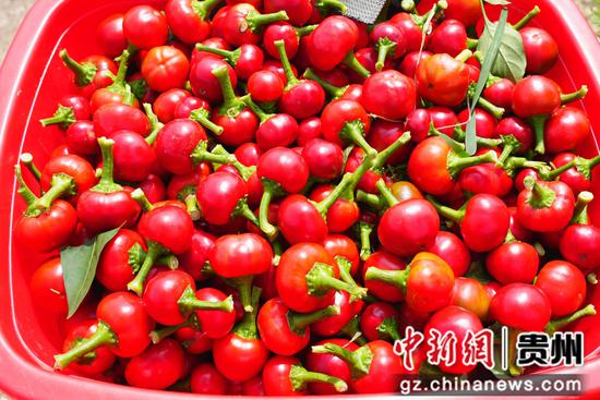 采摘的辣椒。沈启照 摄 采摘的辣椒。沈启照 摄