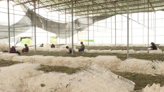 村民正在采丝 村民正在采丝