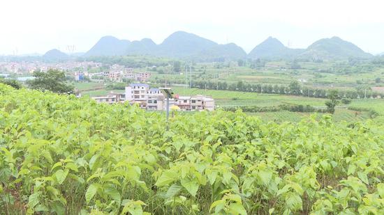 长势良好的桑蚕叶 长势良好的桑蚕叶