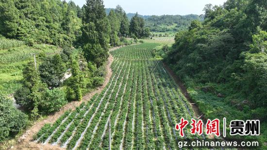 岑巩县凯本镇大湾区菜篮子基地。沈启照 摄 岑巩县凯本镇大湾区菜篮子基地。沈启照 摄
