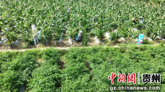 村民们正在基地里采摘辣椒。沈启照 摄 村民们正在基地里采摘辣椒。沈启照 摄