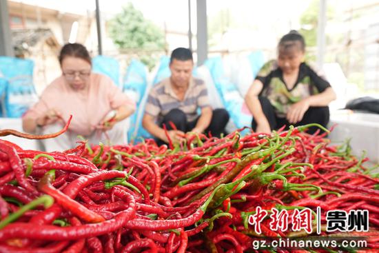 分拣辣椒。沈启照 摄 分拣辣椒。沈启照 摄