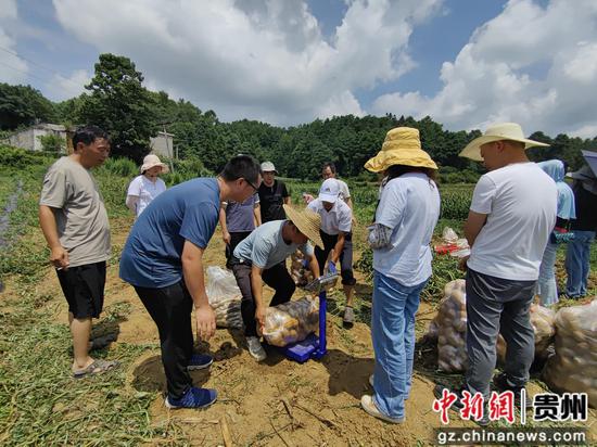 贵州省马铃薯产业技术体系毕节综合试验站的工作人员毕薯8号马铃薯进行测产 贵州省马铃薯产业技术体系毕节综合试验站的工作人员毕薯8号马铃薯进行测产