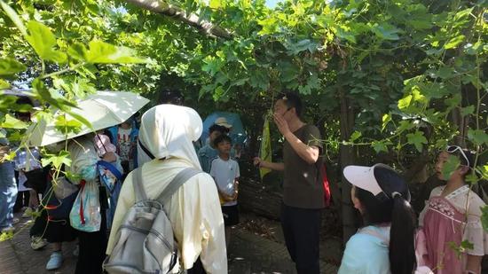 7月24日，深圳研学团17名中小学生在家长的陪伴下，走进新疆吐鲁番葡萄沟开展研学活动。伍海燕 摄