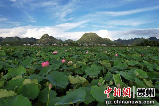 图为荷塘景色一角。