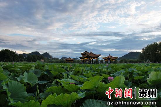 图为荷塘景色一角。