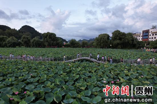 图为傍晚十分游客在游览荷塘。
