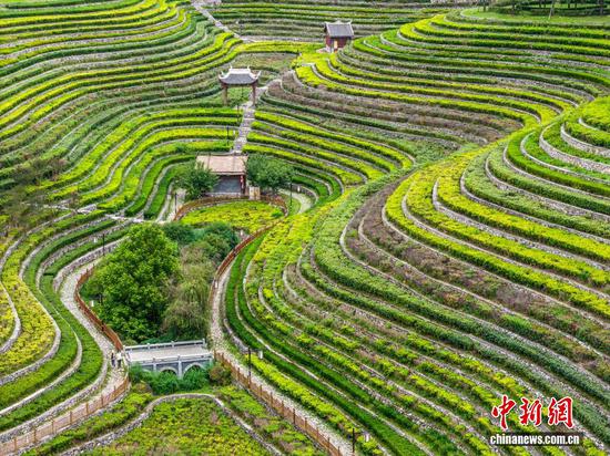 航拍大方县奢香古镇的古彝梯田，景色宜人。