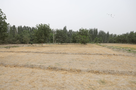拟建设农业生态观光园用地。 穆拉提 摄6