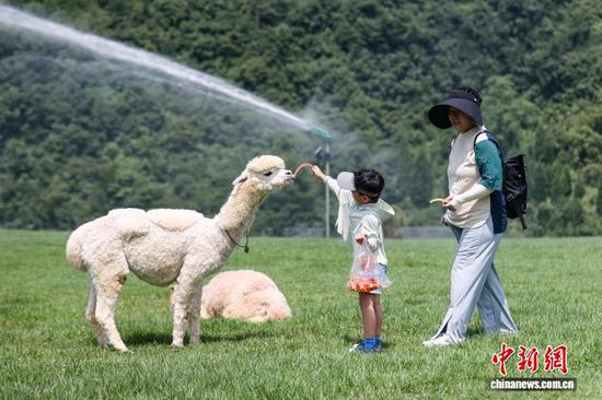 7月31日，游客在给羊驼喂食。中新社记者 瞿宏伦 摄