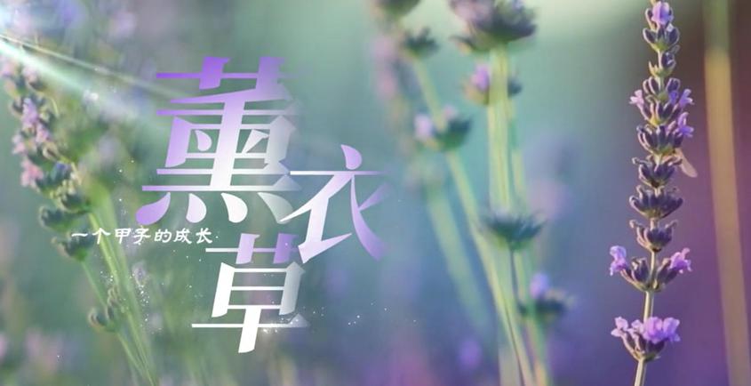 薰衣草 ：一个甲子的成长