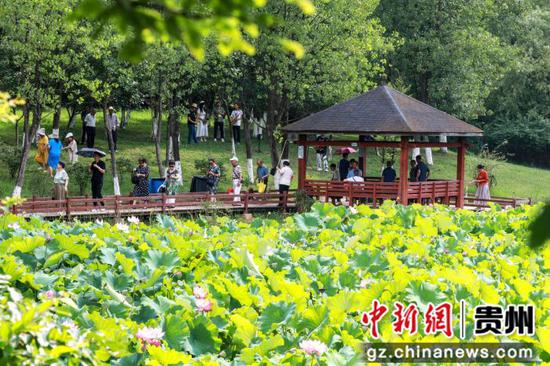 贵阳观山湖公园荷花盛放