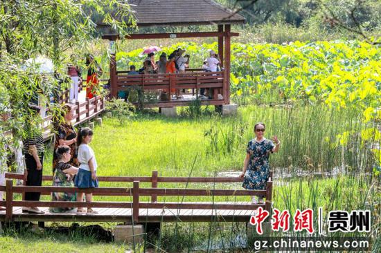 贵阳观山湖公园荷花盛放吸引游客