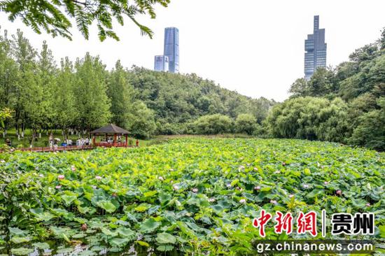 贵阳观山湖公园荷花盛放