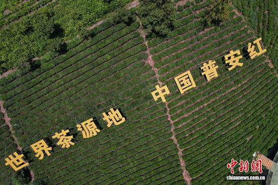 图为航拍贵州黔西南布依族苗族自治州普安县贵州绿茶第一采永久首采地茶神谷,目前夏秋茶长势正旺。李和江 摄 图为航拍贵州黔西南布依族苗族自治州普安县贵州绿茶第一采永久首采地茶神谷,目前夏秋茶长势正旺。李和江 摄