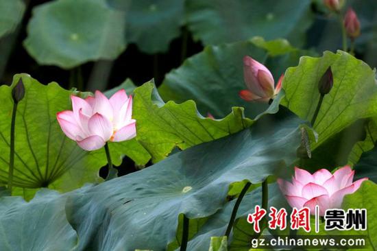 贵阳观山湖公园荷花盛放