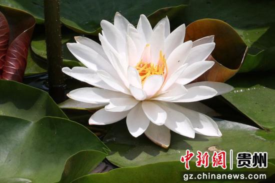 贵阳观山湖公园荷花盛放