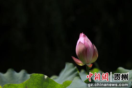 贵阳观山湖公园荷花盛放