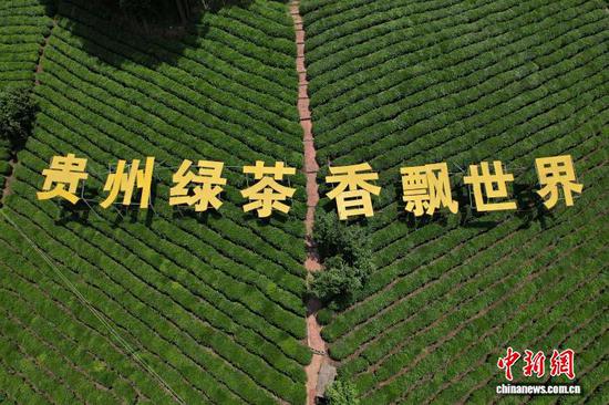 图为航拍贵州黔西南布依族苗族自治州普安县贵州绿茶第一采永久首采地茶神谷,目前夏秋茶长势正旺。李和江 摄 图为航拍贵州黔西南布依族苗族自治州普安县贵州绿茶第一采永久首采地茶神谷,目前夏秋茶长势正旺。李和江 摄