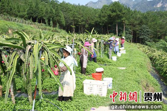 工人们正在采摘火龙果 工人们正在采摘火龙果