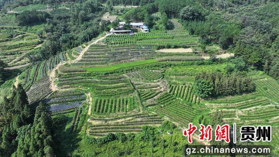 龙坪镇板庚村蜜宝火龙果基地 。 龙坪镇板庚村蜜宝火龙果基地 。