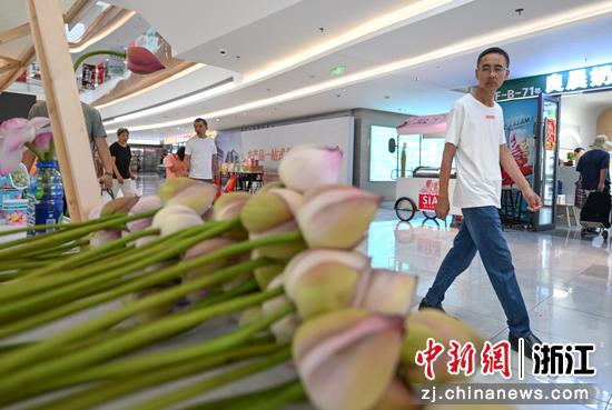 图为:来自金华的荷花吸引市民。中新社记者 王刚 摄