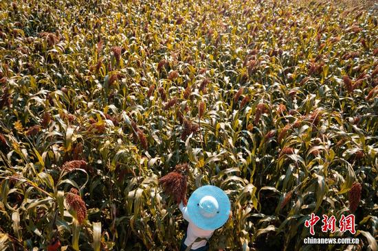 在茅台有机高粱基地之一的美酒河镇美酒河村白杨湾组,有60户左右种植红缨子高粱,茅台酒厂在这里的高粱订单约154亩。图为粮农在收割高粱。 在茅台有机高粱基地之一的美酒河镇美酒河村白杨湾组,有60户左右种植红缨子高粱,茅台酒厂在这里的高粱订单约154亩。图为粮农在收割高粱。