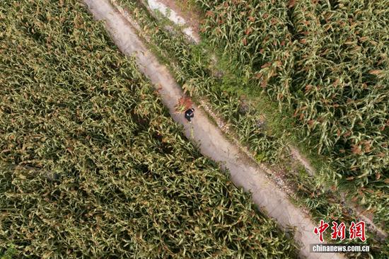 2024年,王宗龙成功签订540亩茅台酒用高粱订单,并高标准、高质量交付有机高粱129,600公斤。他不仅实现了个人种植事业的飞跃,更引领当地高粱产业迈入有机化、标准化生产新阶段。他积极发挥示范作用,带动50余位当地农户实现就业增收。 2024年,王宗龙成功签订540亩茅台酒用高粱订单,并高标准、高质量交付有机高粱129,600公斤。他不仅实现了个人种植事业的飞跃,更引领当地高粱产业迈入有机化、标准化生产新阶段。他积极发挥示范作用,带动50余位当地农户实现就业增收。