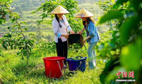 图为果农在装运采摘的新鲜百香果。卢忠南 摄