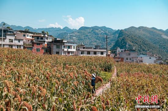 红缨子高粱地里,粮农正在采收高粱。成片的红缨子高粱与远处山坡上的村庄相映成景。 红缨子高粱地里,粮农正在采收高粱。成片的红缨子高粱与远处山坡上的村庄相映成景。