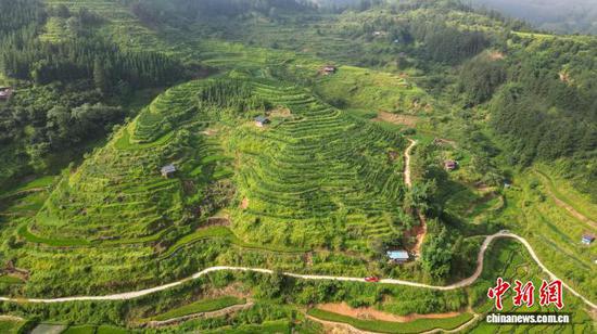 航拍从江县丙梅街道的丙梅三村百香果种植基地。卢忠南 摄