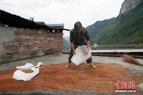 在黔北的土地上,有许多把半辈子光阴都种在高粱地里的庄稼人,他们依靠种植高粱的收入,供养孩子读书,撑起家庭的发展,也在这片土地上留下属于自己的故事。 在黔北的土地上,有许多把半辈子光阴都种在高粱地里的庄稼人,他们依靠种植高粱的收入,供养孩子读书,撑起家庭的发展,也在这片土地上留下属于自己的故事。