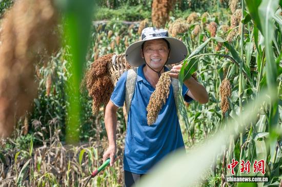 来自遵义市习水县的焦应忠,是一名长期扎根农业生产一线的“田秀才”。依托与习水基地和茅台公司的深度合作,焦应忠把精力投入到高粱种植技术的钻研中。他为本村1800亩高粱种植量身定制技术方案,从播种到收获全程跟踪指导,还针对性解决病虫害问题。在他的带动下,村里高粱亩产提升至近800斤。 来自遵义市习水县的焦应忠,是一名长期扎根农业生产一线的“田秀才”。依托与习水基地和茅台公司的深度合作,焦应忠把精力投入到高粱种植技术的钻研中。他为本村1800亩高粱种植量身定制技术方案,从播种到收获全程跟踪指导,还针对性解决病虫害问题。在他的带动下,村里高粱亩产提升至近800斤。