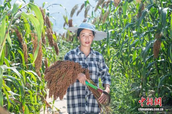 习水桃林镇的周伦芳,2010年结束外出务工生涯,回到家乡投身有机高粱种植。她对“规范”有着近乎严苛的坚持,种子处理必须达到纯度标准,播种深度控制在3-5厘米,施肥量精确到“每亩公斤数”……在她的带动下,周边69户农户加入有机高粱种植队伍,形成了“互助协作”的氛围,让当地有机高粱种植逐步走向规模化、专业化。从一名普通农户到有机高粱种植的“带头人”,周伦芳用十几年的坚守证明,把一件事做到极致,不仅能改变自己的生活,更能带动一群人奔向更好的日子。 习水桃林镇的周伦芳,2010年结束外出务工生涯,回到家乡投身有机高粱种植。她对“规范”有着近乎严苛的坚持,种子处理必须达到纯度标准,播种深度控制在3-5厘米,施肥量精确到“每亩公斤数”……在她的带动下,周边69户农户加入有机高粱种植队伍,形成了“互助协作”的氛围,让当地有机高粱种植逐步走向规模化、专业化。从一名普通农户到有机高粱种植的“带头人”,周伦芳用十几年的坚守证明,把一件事做到极致,不仅能改变自己的生活,更能带动一群人奔向更好的日子。