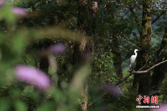7月10日,浙江丽水九龙国家湿地公园,一只白鹭在枝头停留。 孙杨洋 摄 7月10日,浙江丽水九龙国家湿地公园,一只白鹭在枝头停留。 孙杨洋 摄