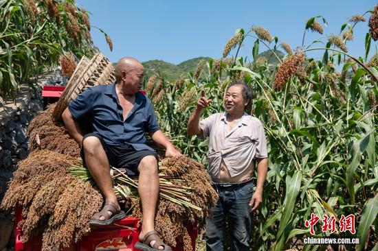 杨仕芳自愿担任本组联络人,每年各阶段培训会期间,他主动腾出家中的院坝布置成培训场地,为种植户营造便利的交流空间。2022年至2023年,当地创建高粱示范基地,他响应科学种植技术带头实施地膜覆盖种植,并推动周边种植户共同采用。他坦言:“茅台与我们唇齿相依,未来,希望茅台的发展越来越好,我们粮农的日子才会更有盼头。” 杨仕芳自愿担任本组联络人,每年各阶段培训会期间,他主动腾出家中的院坝布置成培训场地,为种植户营造便利的交流空间。2022年至2023年,当地创建高粱示范基地,他响应科学种植技术带头实施地膜覆盖种植,并推动周边种植户共同采用。他坦言:“茅台与我们唇齿相依,未来,希望茅台的发展越来越好,我们粮农的日子才会更有盼头。”