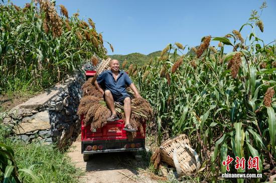 杨仕芳是遵义市播州区石板镇的一位庄稼人,自2018年起,他种植红缨子订单高粱已有七八年之久。红缨子高粱推广初期,当别人尚在观望时,他就主动争取种植订单。为实现连片种植效果,他逐户走访,动员邻里共同投身这一产业。在他的带动下,上坝组如今已发展出30余户种植户。 杨仕芳是遵义市播州区石板镇的一位庄稼人,自2018年起,他种植红缨子订单高粱已有七八年之久。红缨子高粱推广初期,当别人尚在观望时,他就主动争取种植订单。为实现连片种植效果,他逐户走访,动员邻里共同投身这一产业。在他的带动下,上坝组如今已发展出30余户种植户。