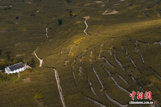茅台酒的品质与红缨子高粱的质量密不可分,同时茅台酒的发展也带动着粮农们的日子越来越好。“种高粱不仅是种粮食,更是种希望。”种植高粱的张永兴常对着自家的红高粱田念叨这句话。这希望,既是农人对美好生活的向往,也是工业反哺农业浪潮中一次温暖的实践。 茅台酒的品质与红缨子高粱的质量密不可分,同时茅台酒的发展也带动着粮农们的日子越来越好。“种高粱不仅是种粮食,更是种希望。”种植高粱的张永兴常对着自家的红高粱田念叨这句话。这希望,既是农人对美好生活的向往,也是工业反哺农业浪潮中一次温暖的实践。