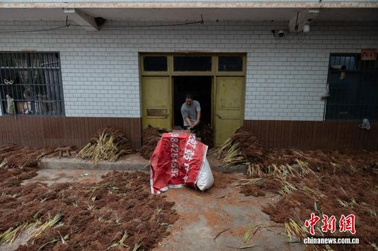 红缨子订单高粱种植从初期的鲜为人知,发展到如今家家户户踊跃参与。良好的发展前景也吸引着越来越多的年轻人加入到红缨子高粱种植产业中。 红缨子订单高粱种植从初期的鲜为人知,发展到如今家家户户踊跃参与。良好的发展前景也吸引着越来越多的年轻人加入到红缨子高粱种植产业中。