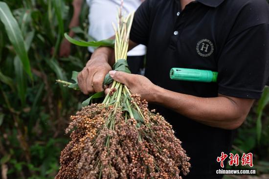 自2002年以来茅台不断提升高粱收购价,从2元/公斤增长至现在的11.2元/公斤,每年带动20余万农户增收致富。 自2002年以来茅台不断提升高粱收购价,从2元/公斤增长至现在的11.2元/公斤,每年带动20余万农户增收致富。