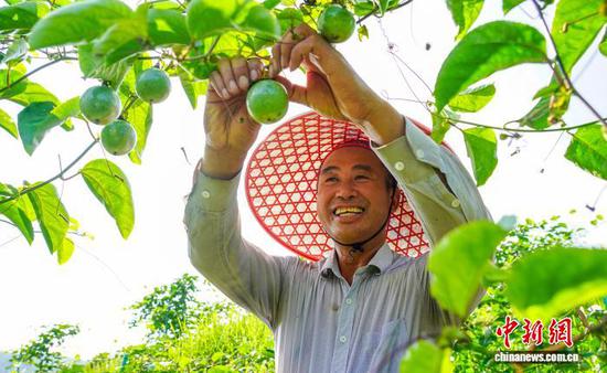 图为8月3日，在从江县丙梅街道的丙梅三村百香果种植基地，果农在采摘新鲜百香果。卢忠南 摄