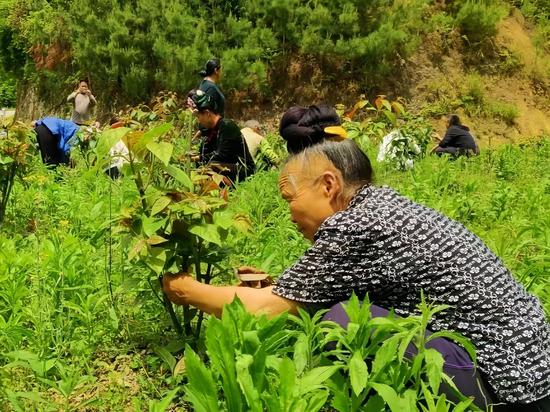 图为交密村村民在管理金钩藤种植园地