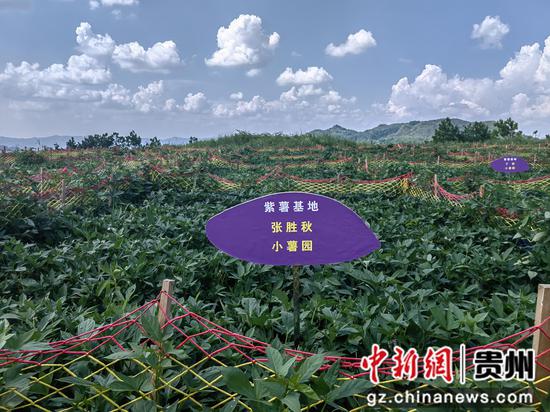 高山紫薯基地认购地块。刘开福 摄 高山紫薯基地认购地块。刘开福 摄